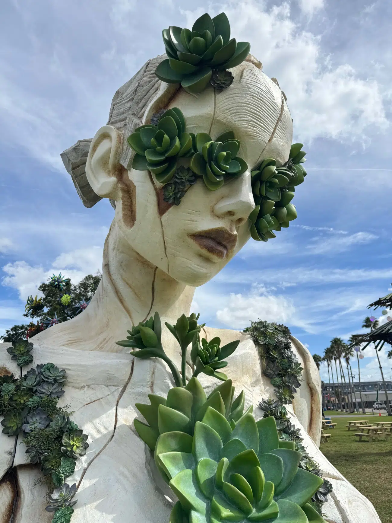 Aeonium by Daniel Popper